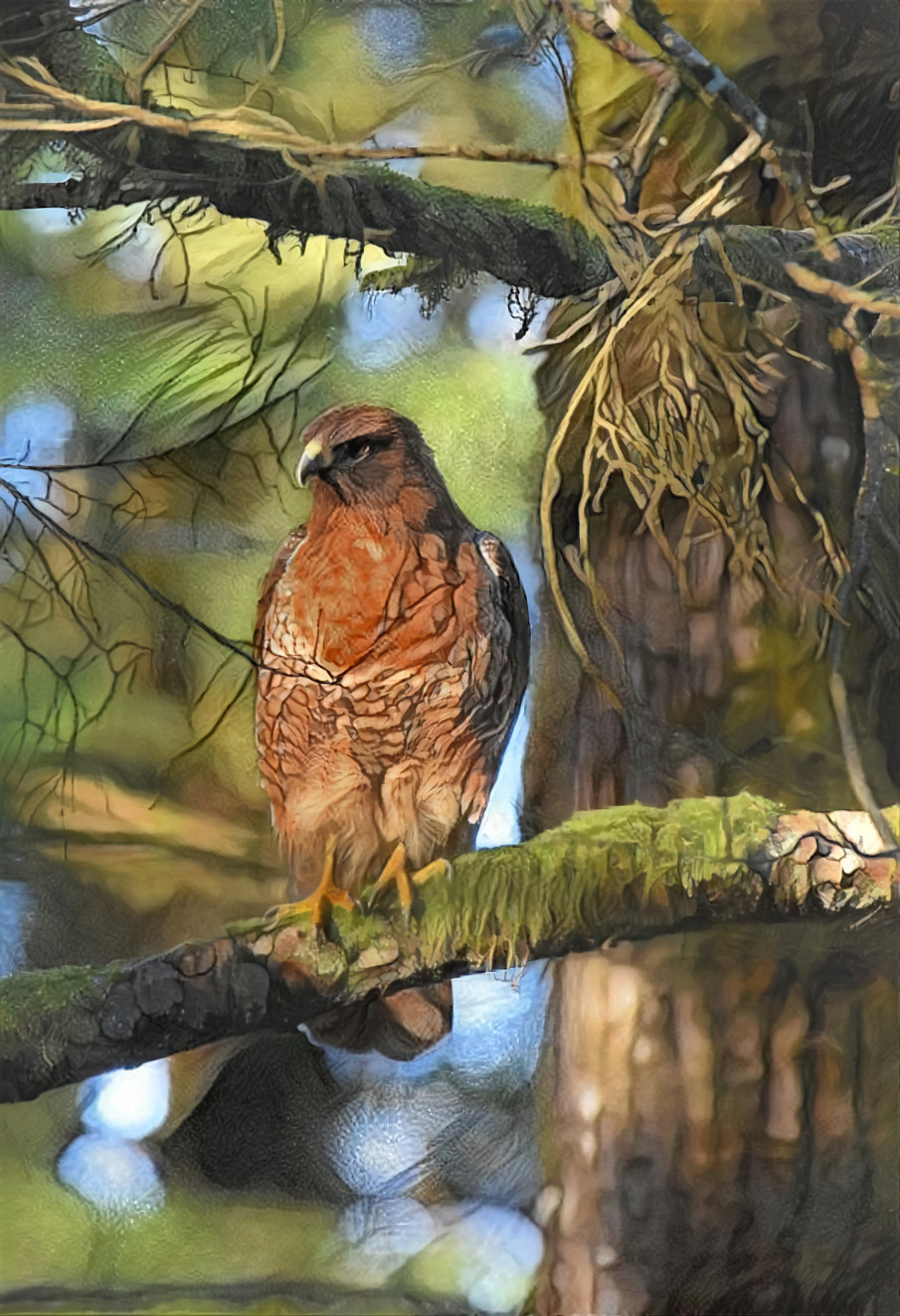 Red-Tailed Hawk