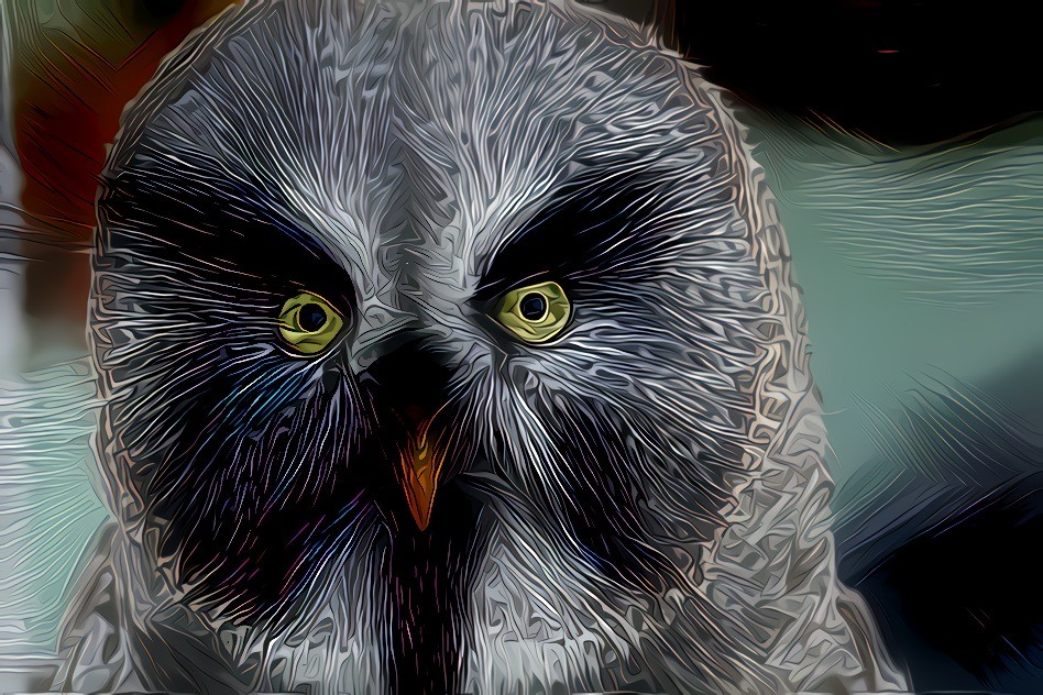 Great Gray Owl