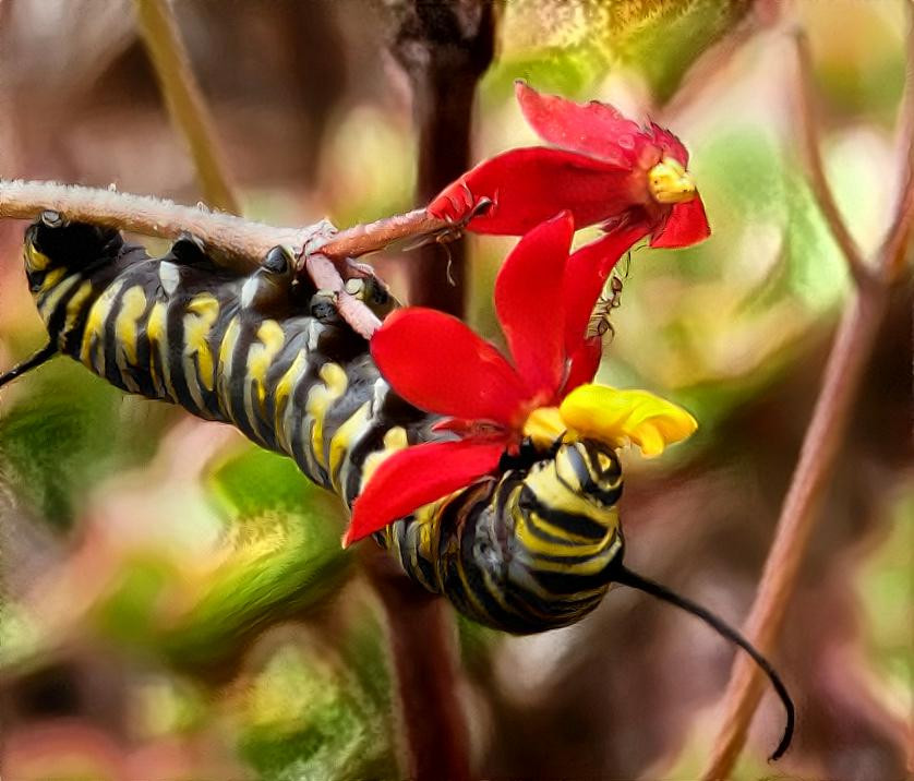 Milkweed