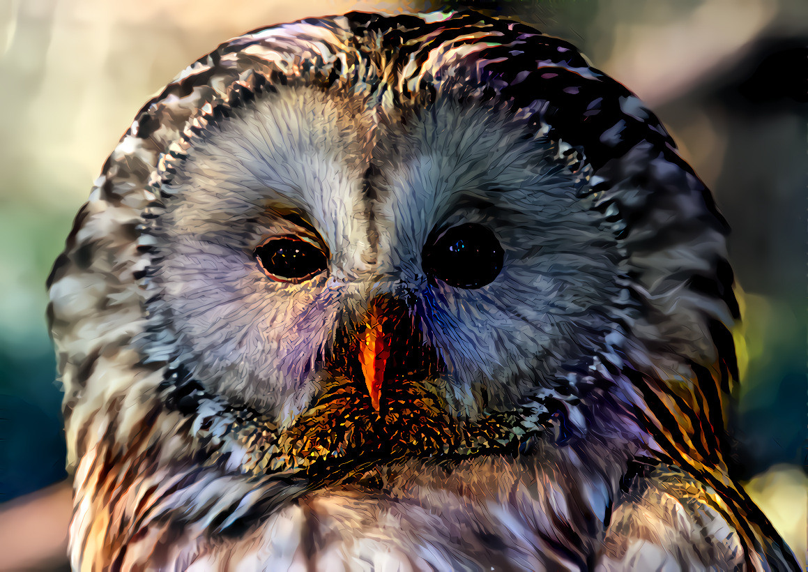 Tawny Owl