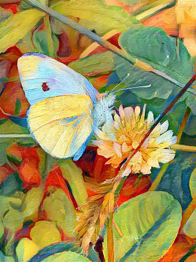 Cabbage Butterfly 4