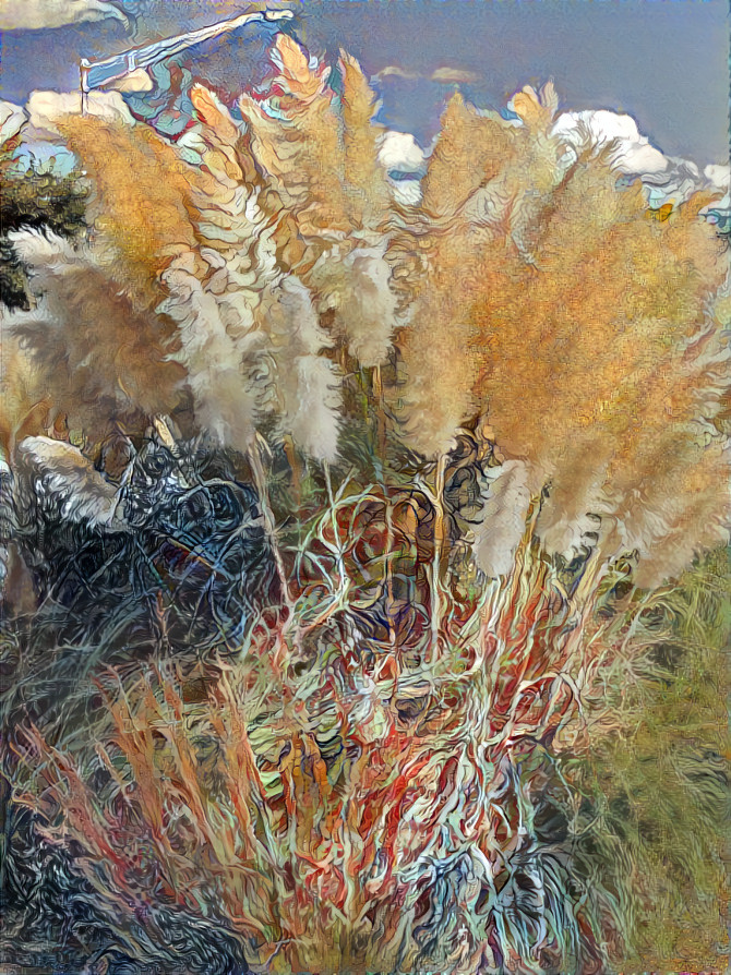 Grasses waving in the wind