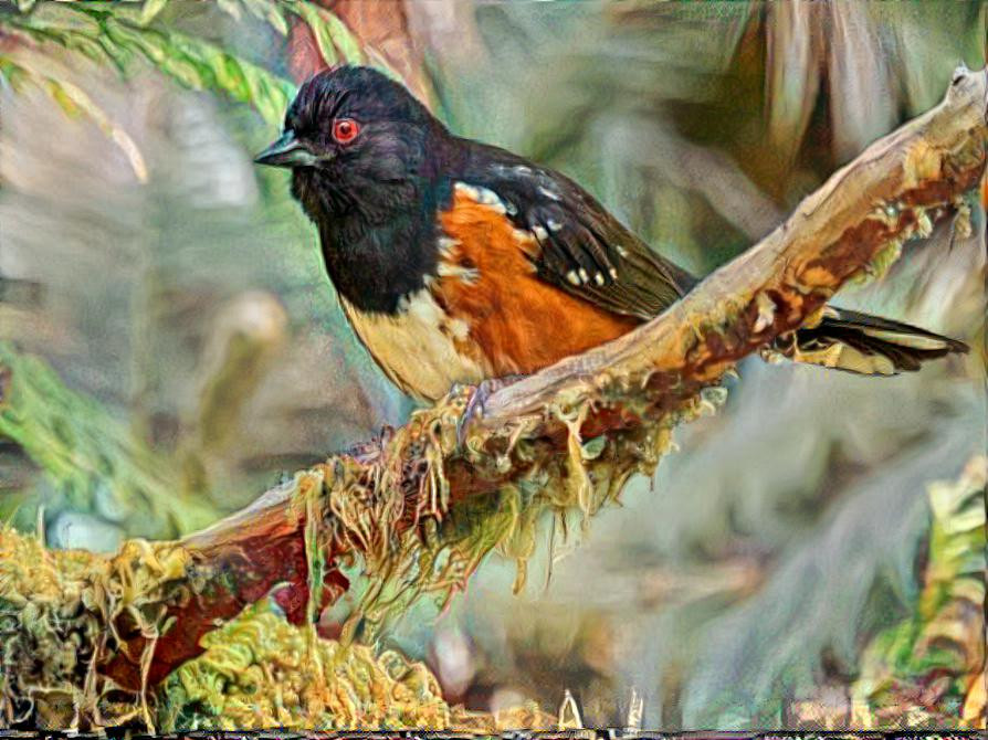 Western Spotted Towhee