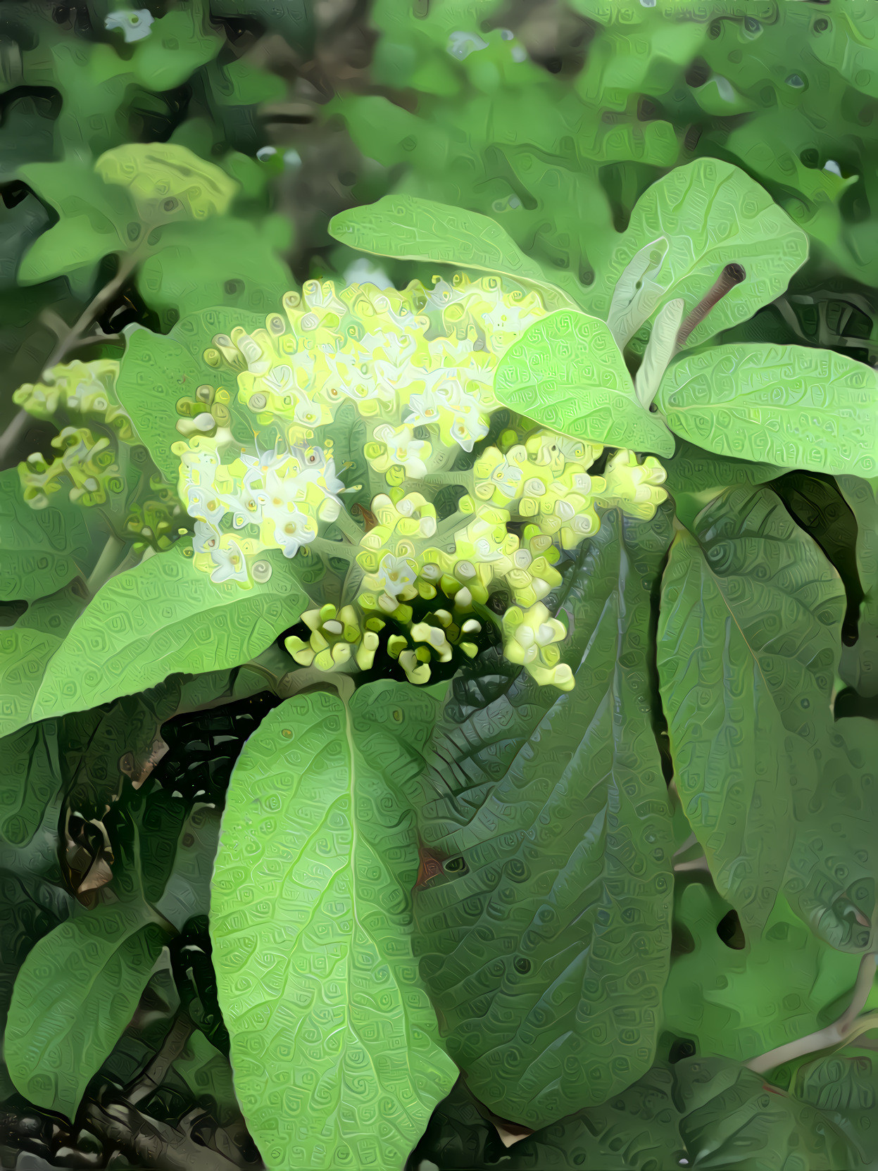 White Flower