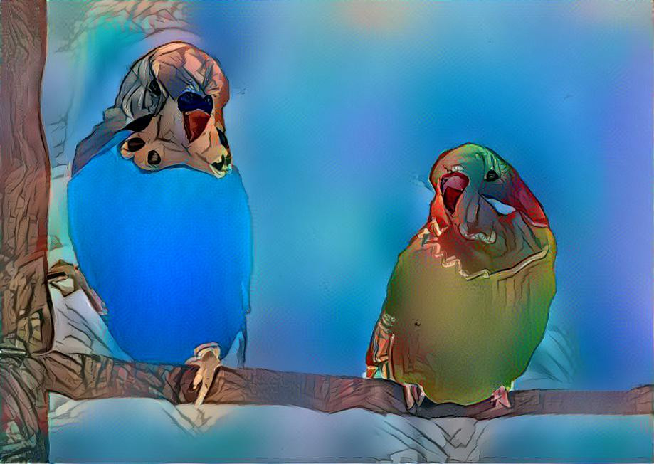 Budgie couple