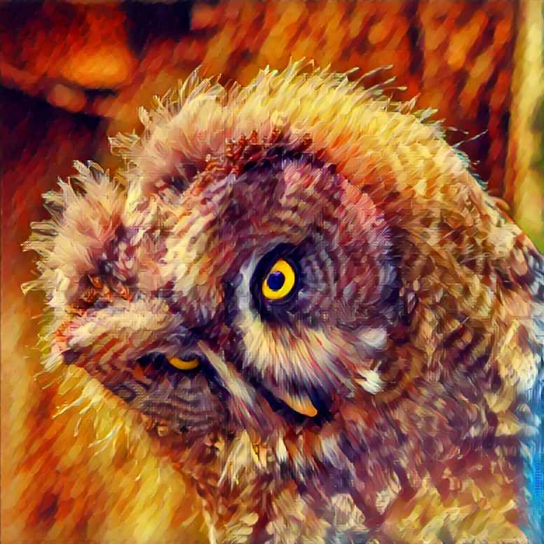 Owl