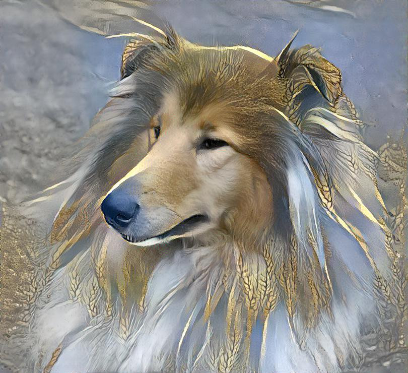 Rough Collie Bitch 