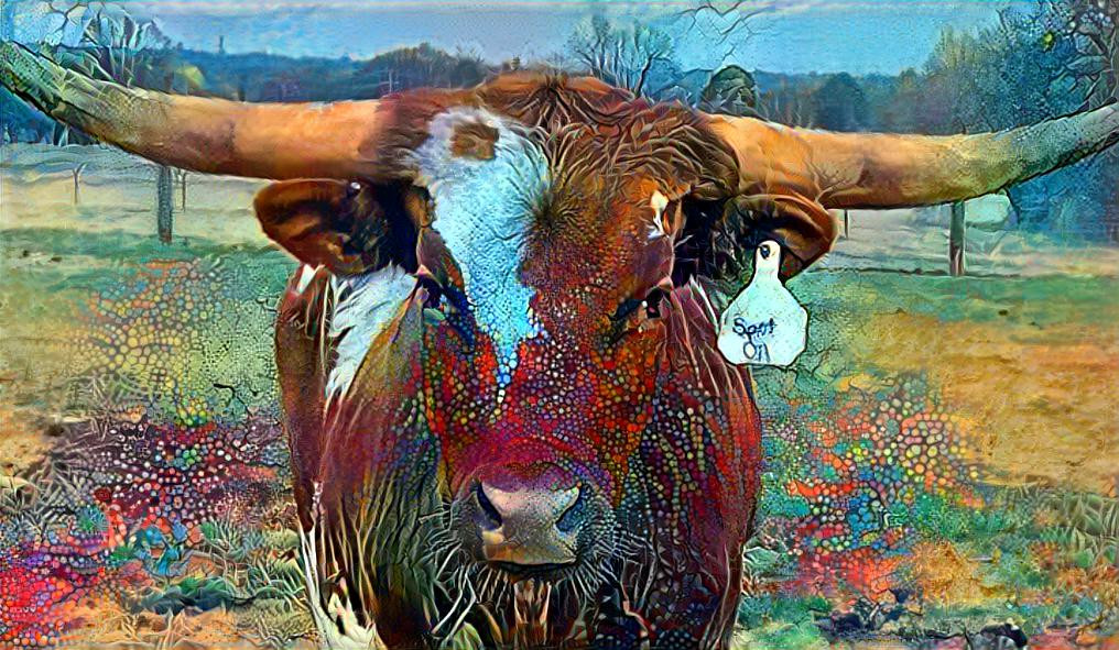 Texas Longhorn Lucy