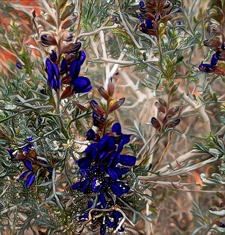 Fremont Indigo-Bush, Valley of Fire