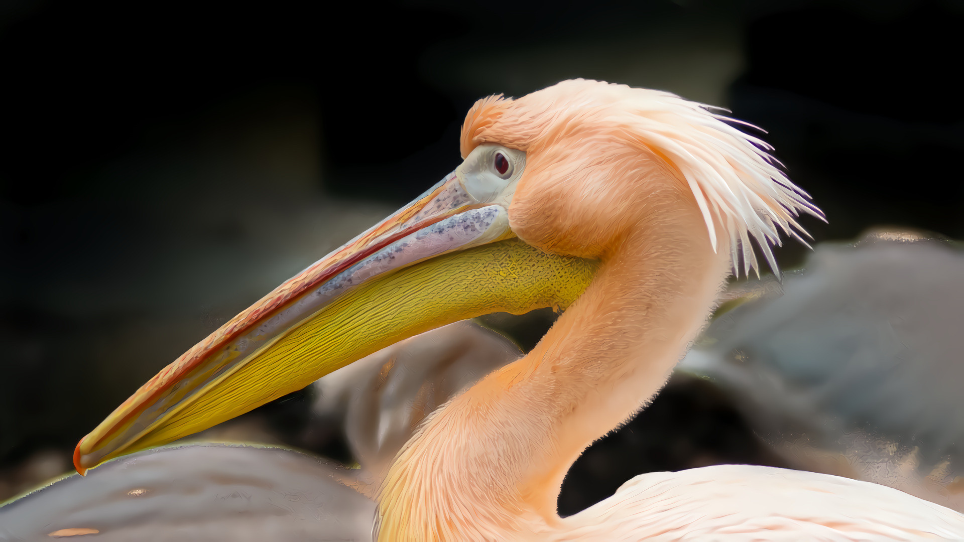 Beautiful Pelican