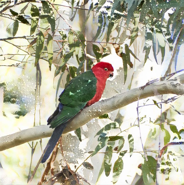 King Parrot