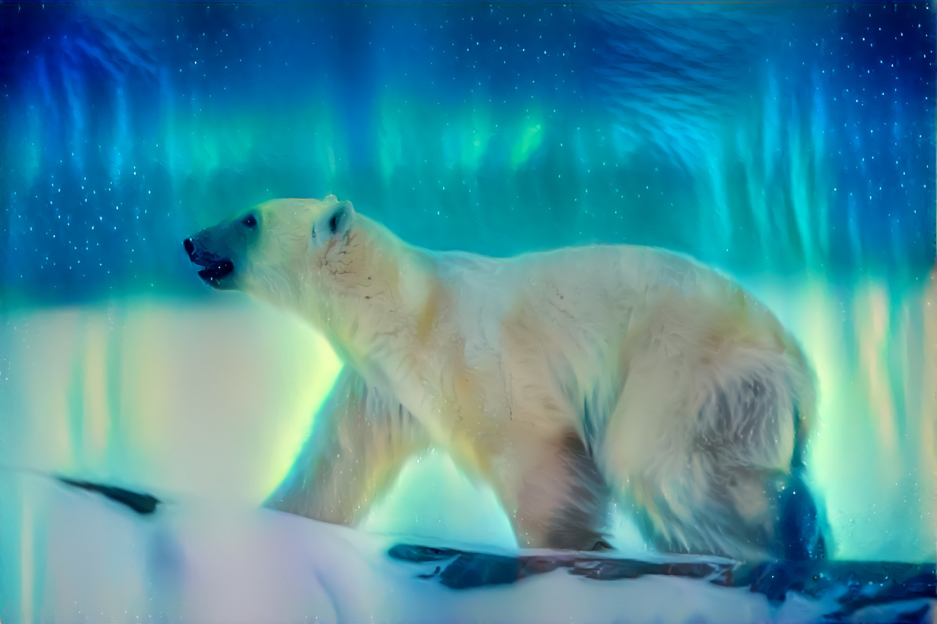 Northern Lights bear