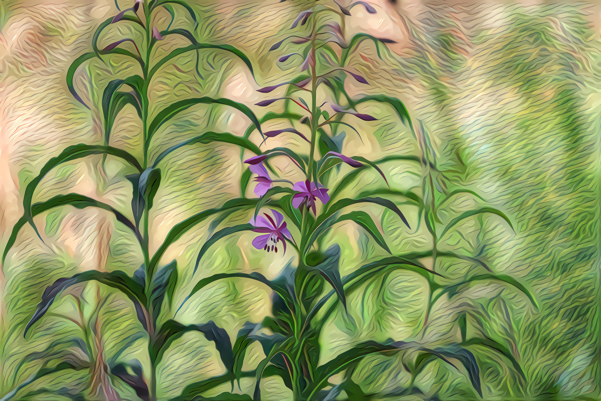 Fireweed ( Epilobium Angustifolium)