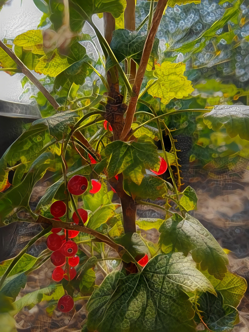 Red currants