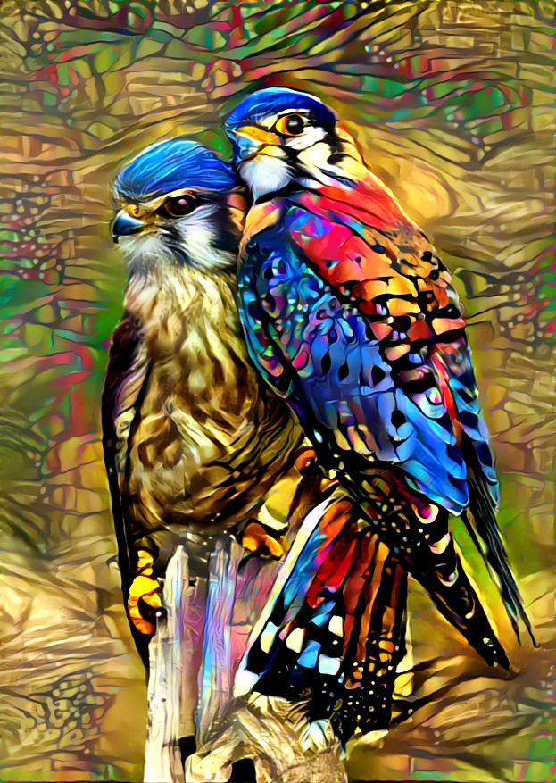 Butterfly Kestrels