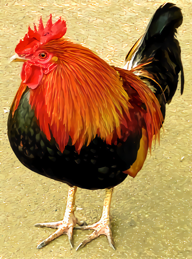 Maui Wild Rooster