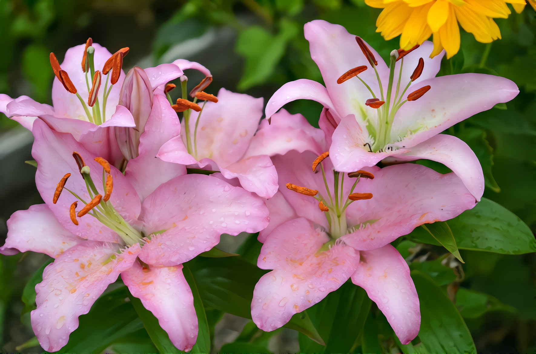 Pink Lily Bouquet