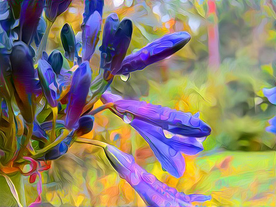 Agapanthus