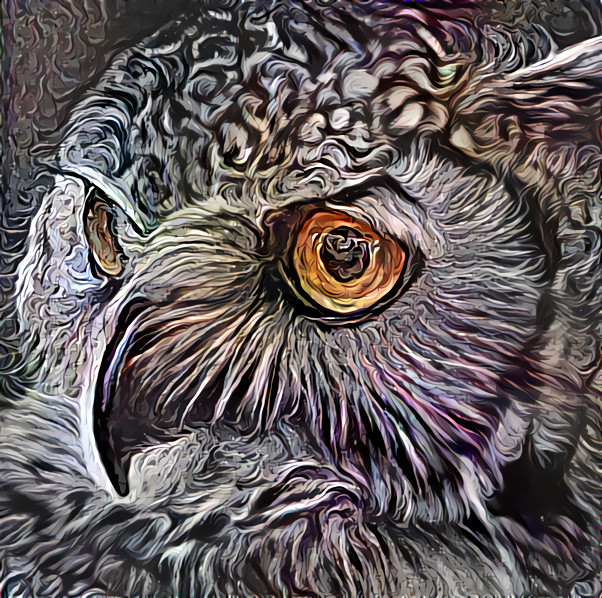 Owl