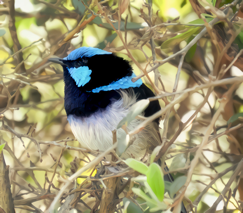 Australian Blue Wren