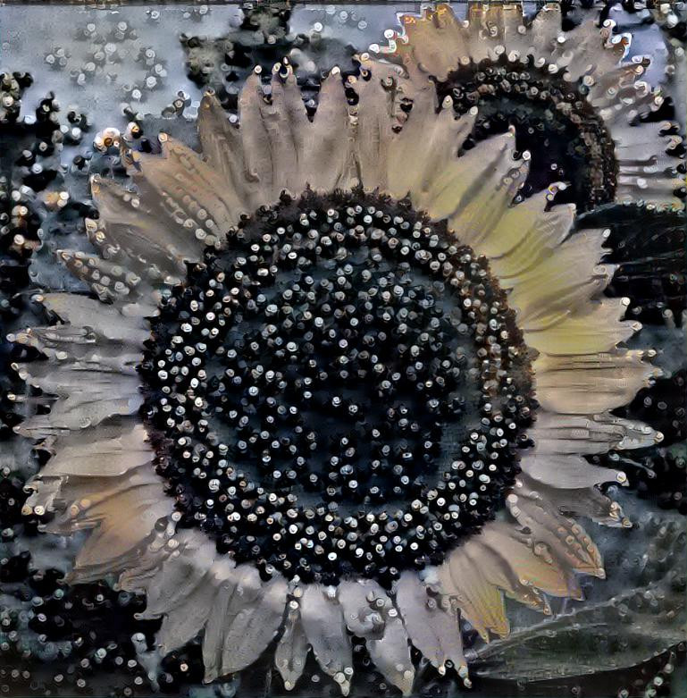 Sun Flower