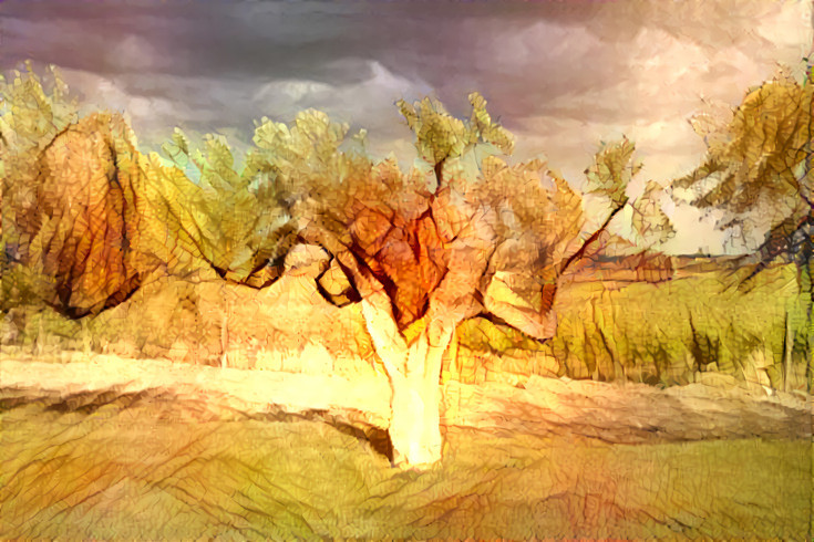 Olive tree 2