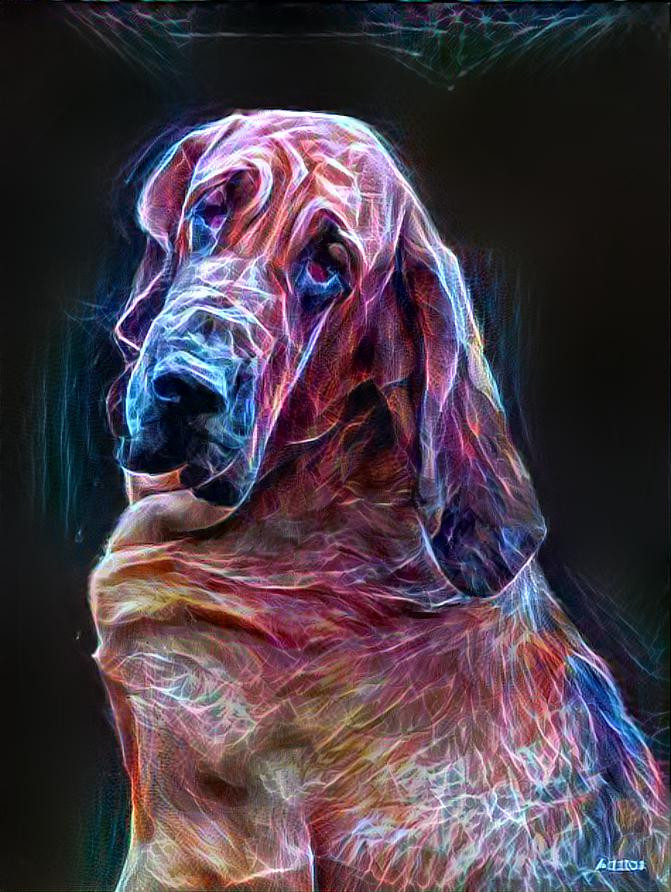 My bloodhound girl Lorenza