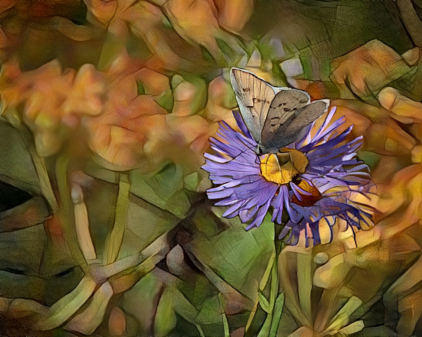 Blue copper butterfly