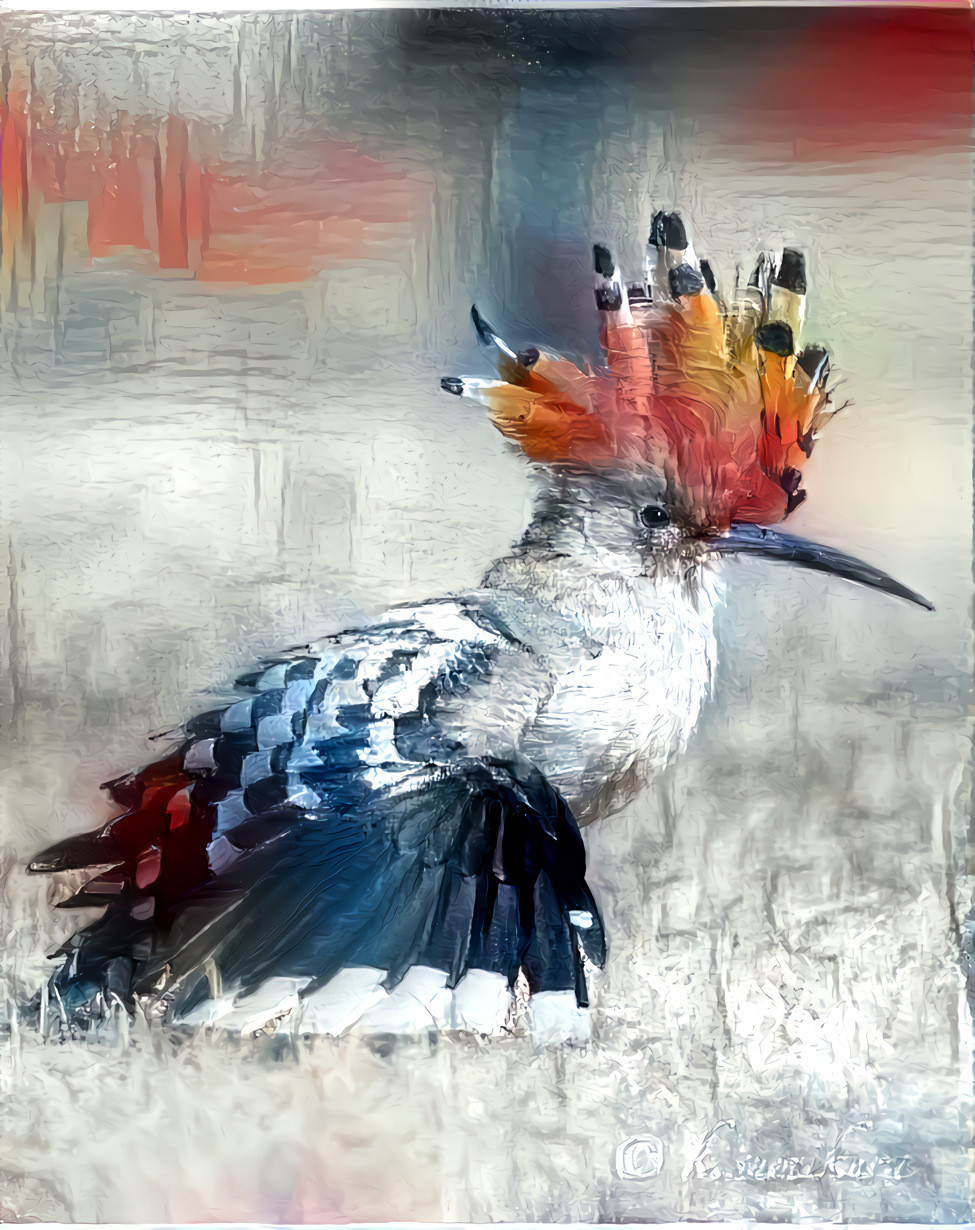 Hoopoe