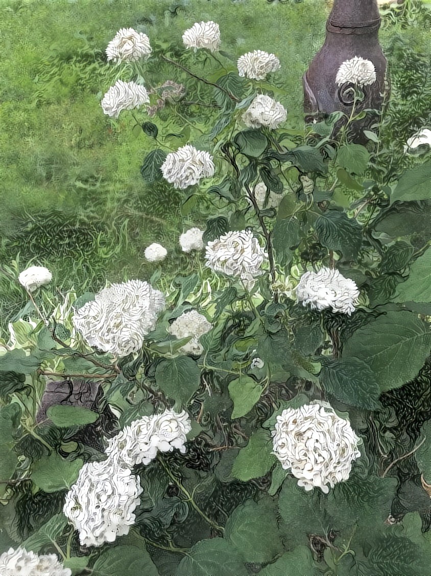 First Hortensia Flowers in My Garden (July 2019)