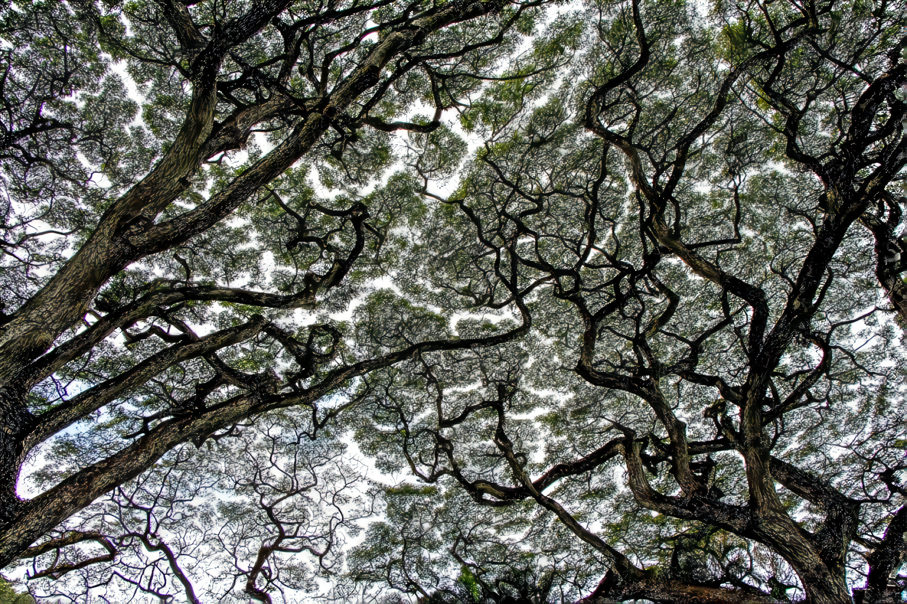 Tree Canopy