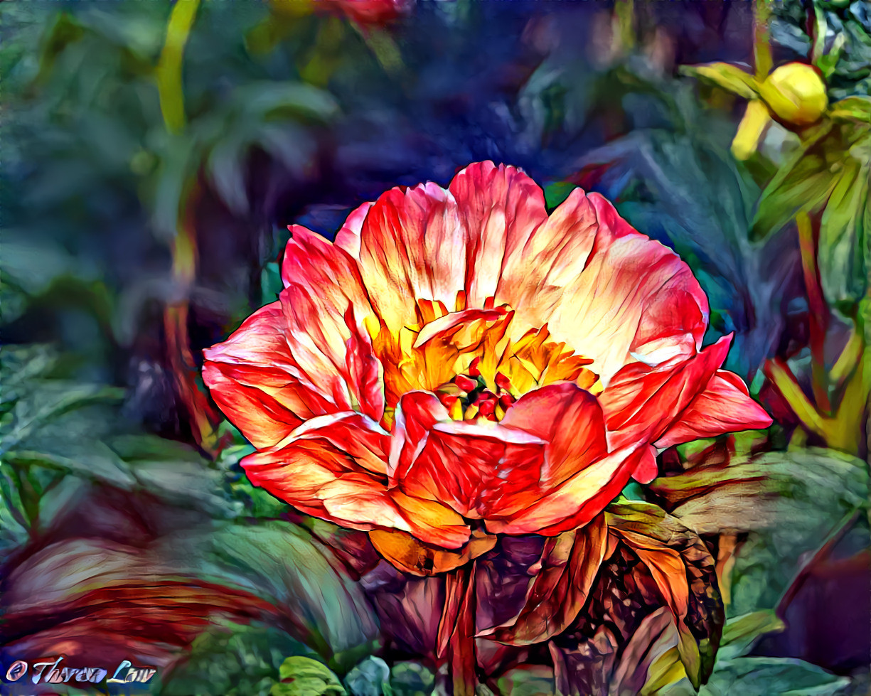 Coral Peony