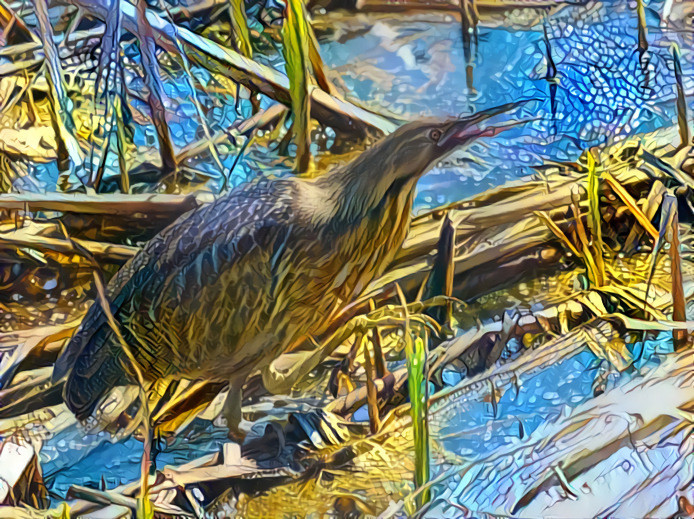 American Bittern