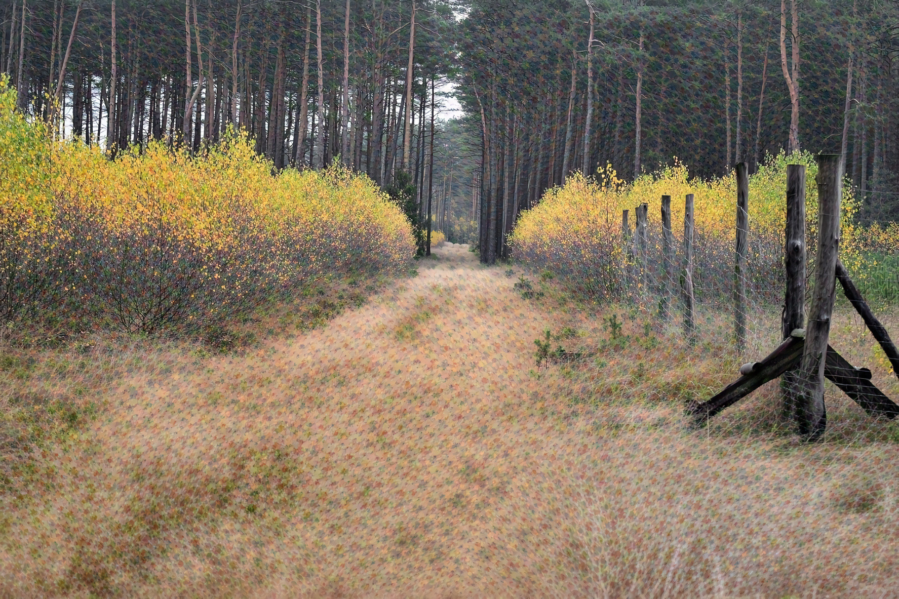 Autumn Walk in the Woods