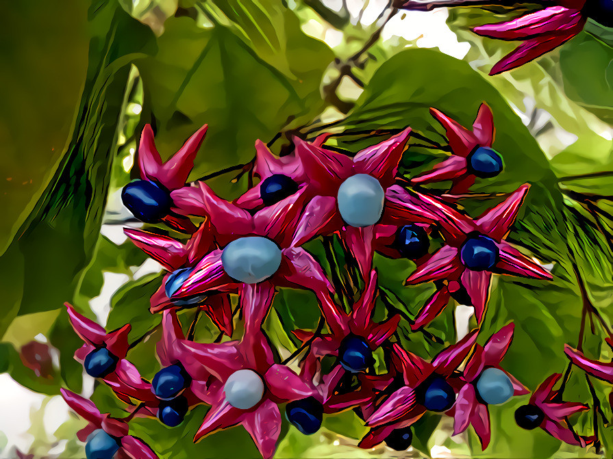 Harlequin Glorybower