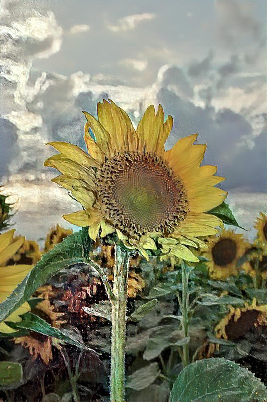 Sunflower 3