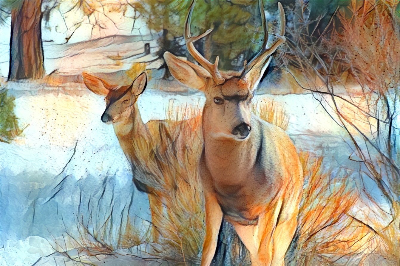 Deer, Mountains of SW Colorado