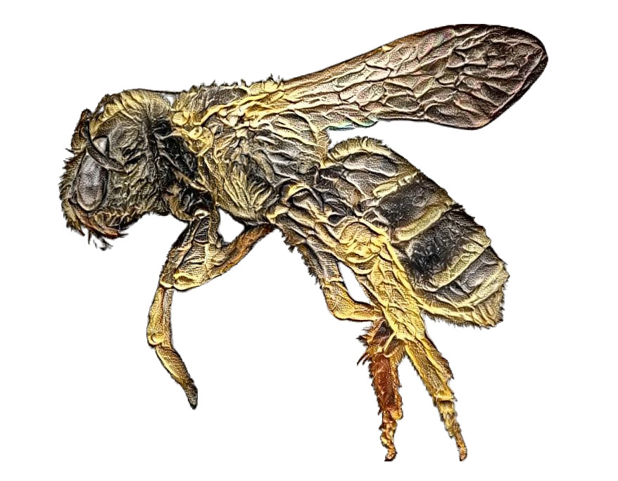 Bee