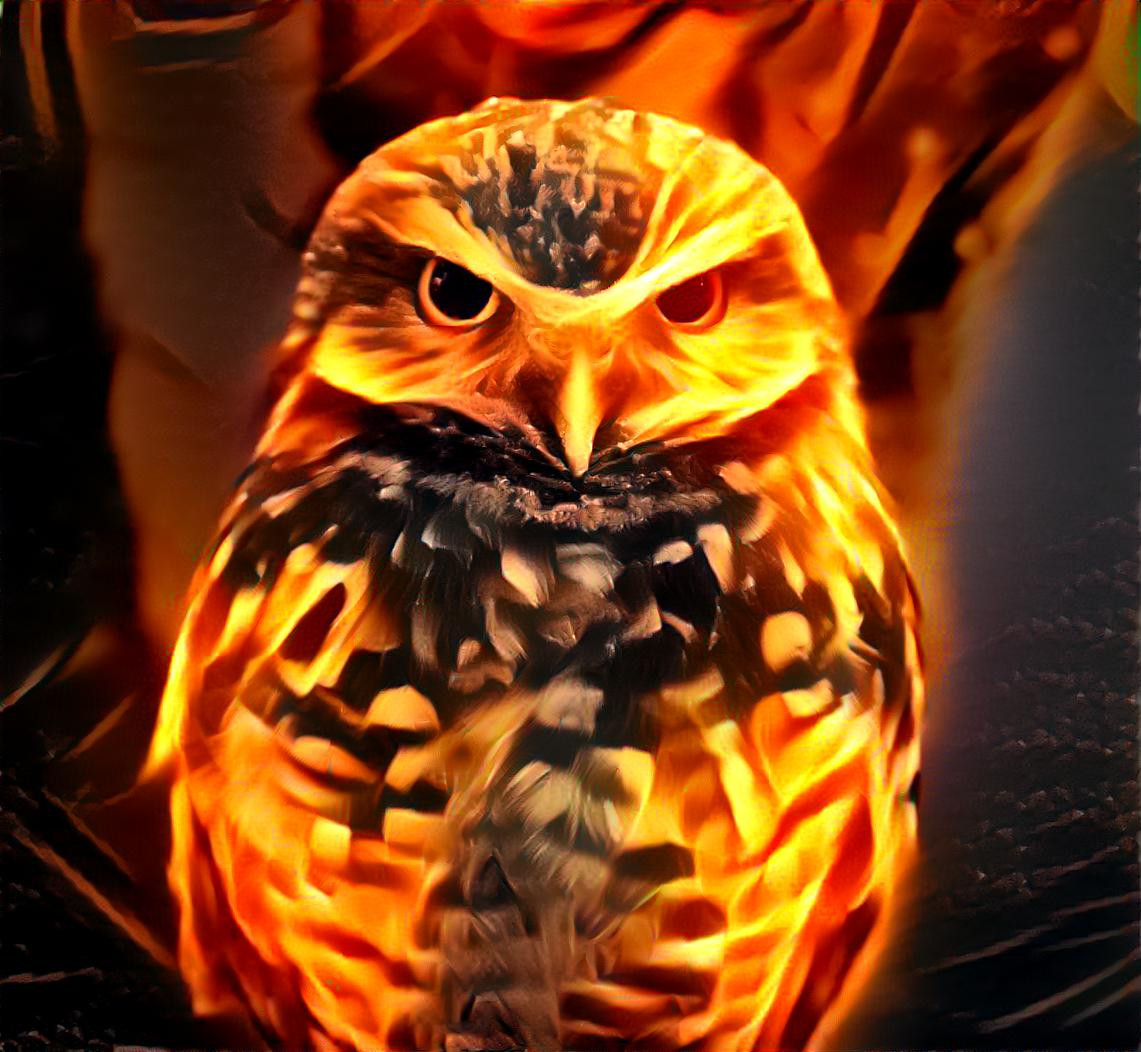 Fire Owl