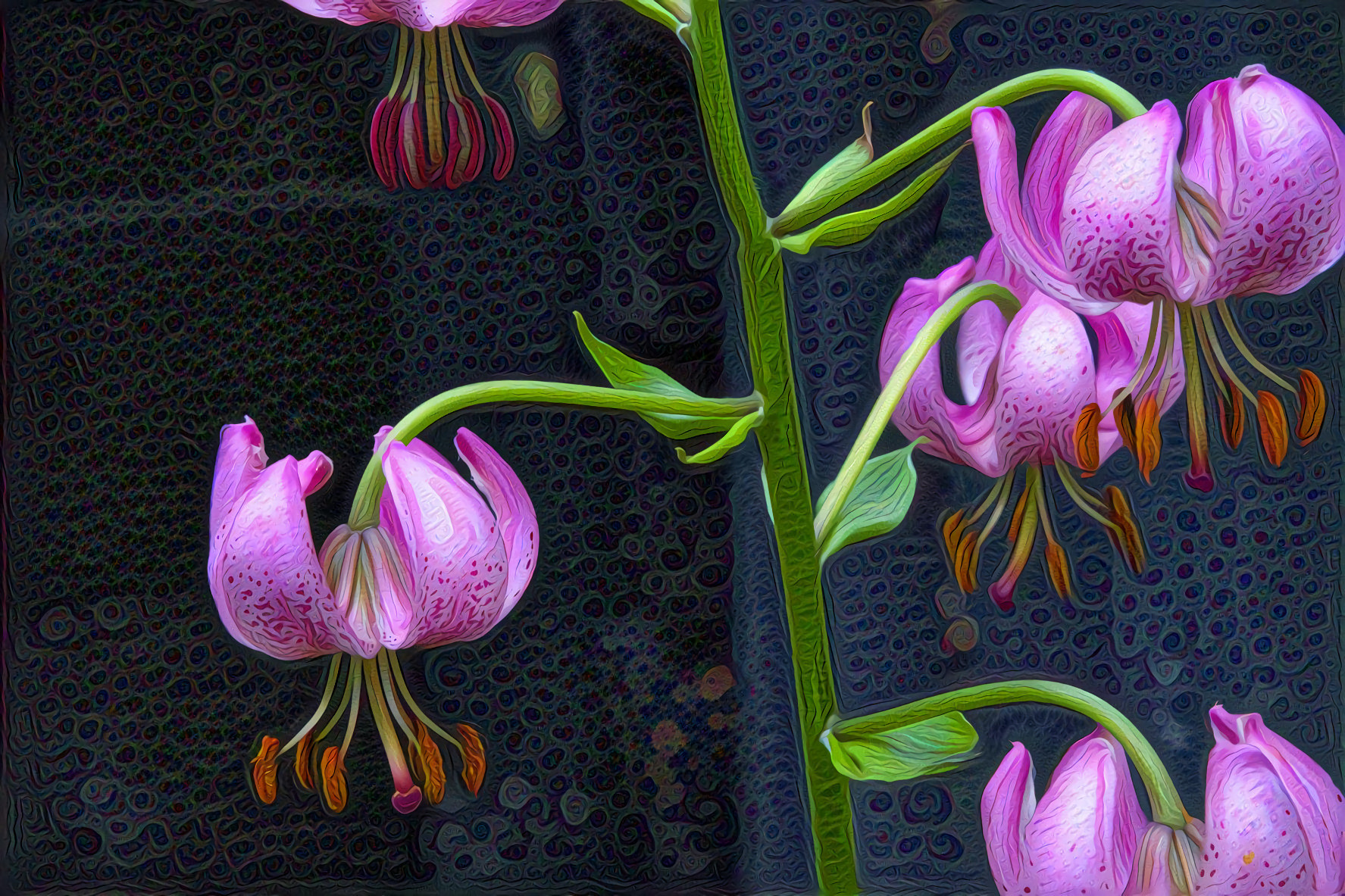 Turk's Cap Lily