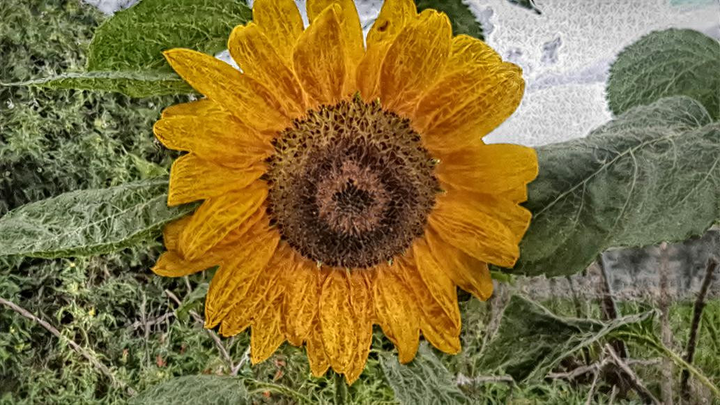 Sunflower