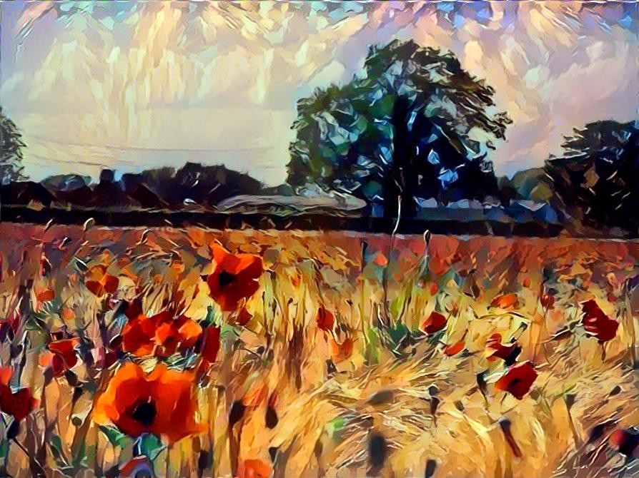 Poppies