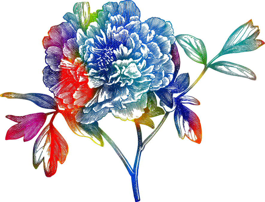 Colorful Peony