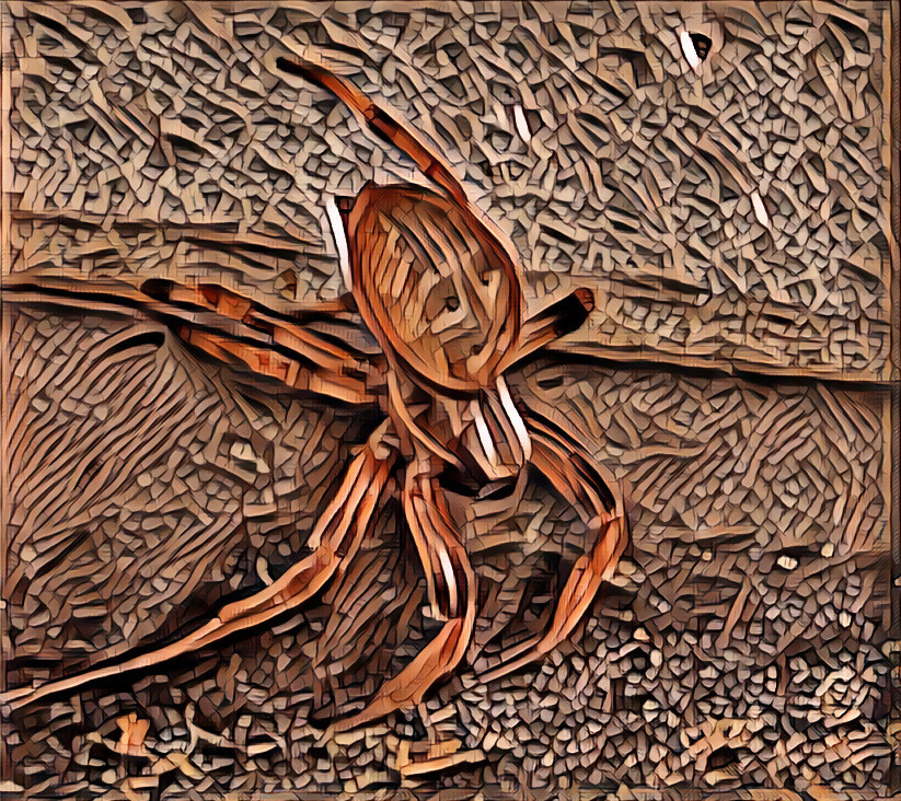 Hobo spider