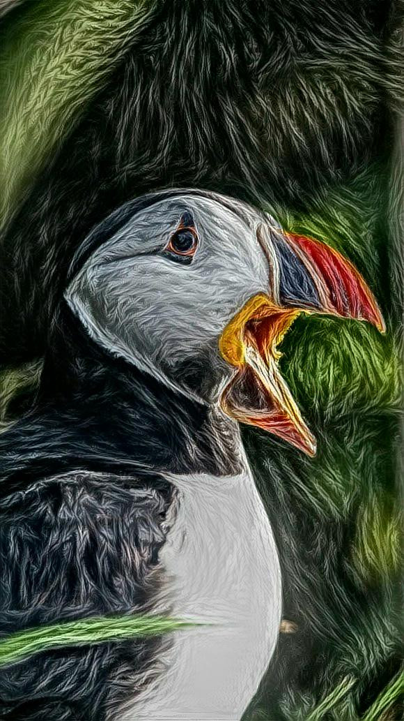 Puffin