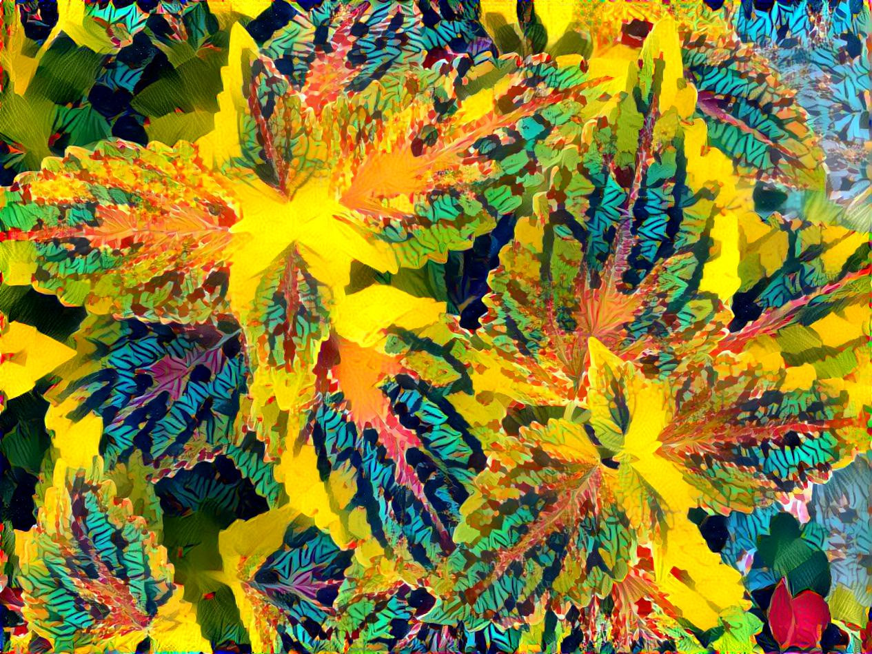 Coleus 2