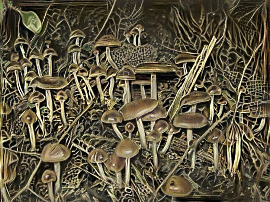 Psilocybe Filum