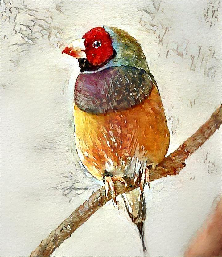 Gouldian Finch