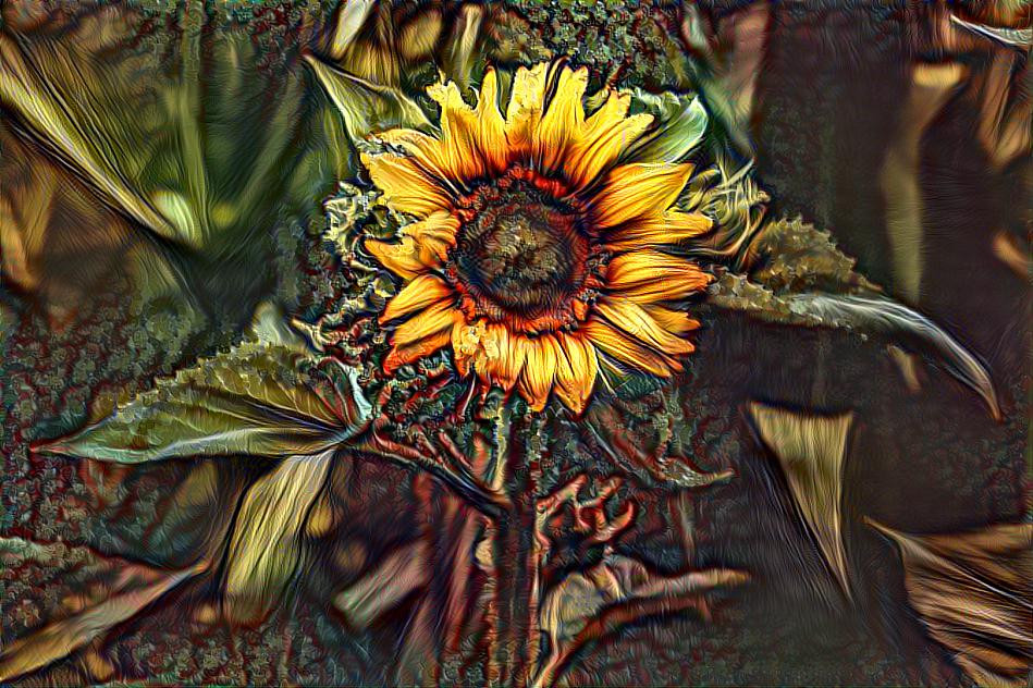 Sunflower