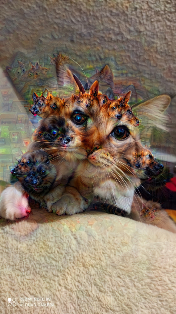 Acid Cat